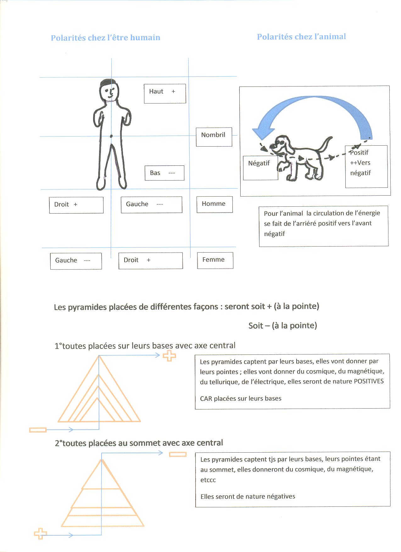 La polarité chez l humain et l animal